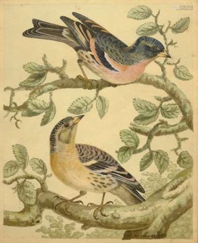 Sydenham (Syd) Teast Edwards (British 1768-1819): Study of Birds, ornithological watercolour signed