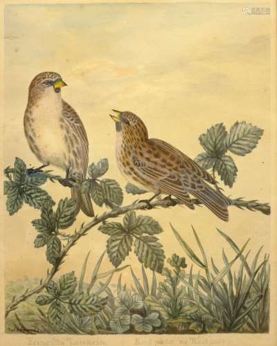 Sydenham (Syd) Teast Edwards (British 1768-1819): 'Fringilla Linaria - Red-pate or Redpole', ornith