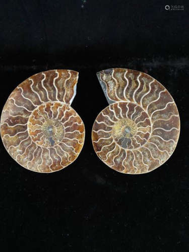 Pair of ammonites Weight: 0.6 kg Dimension: 15.5x1…