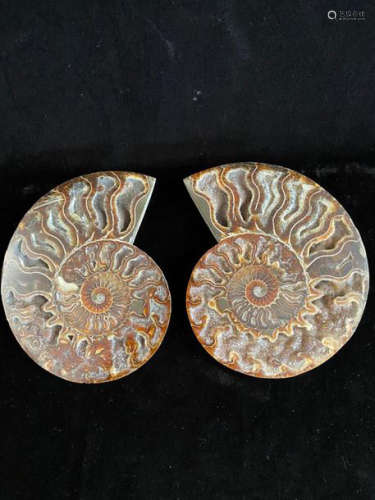 Pair of ammonites Weight: 1.2 kg Dimension: 19.5x1…