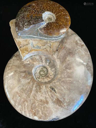 Double ammonites Natural and polished Weight: 4 kg…