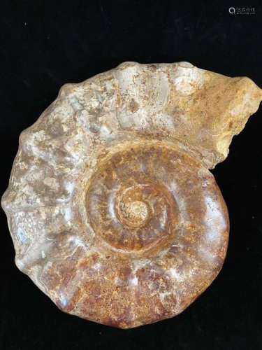 Ammonite Perisphinctès Polished Weight : 21 kg Dim…