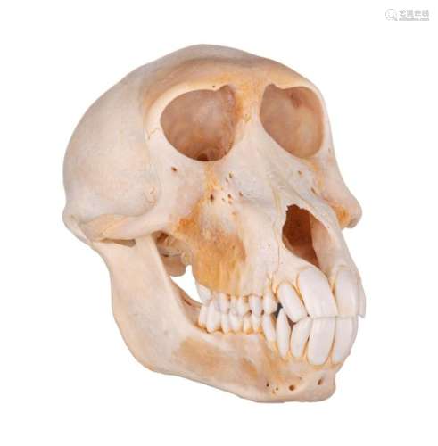A chacma or Cape baboon (Papio Ursinus) skull, H 1…