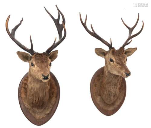 Two ***ting trophies of deer, H 105 120 cm