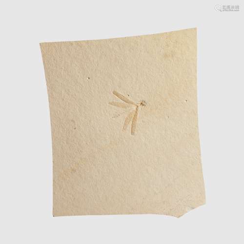 FOSSIL DRAGONFLY SOLNHOFEN, GERMANY, JUR***IC PERIOD, 150 MILLION YEARS BP