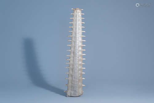 A sawtooth of a sawfish, first half of the 20th C.