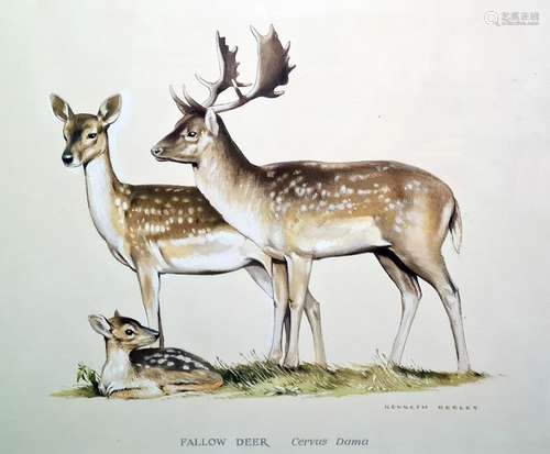 Kenneth Bailey Watercolours Fallow deer and New Forest ponies, both signed, both 33 x 46cm