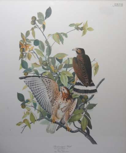 Three prints - bird studies