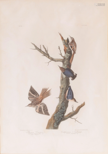 Print, John James Audubon