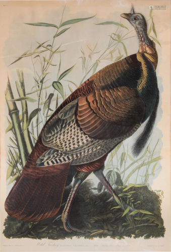 Print, John James Audubon