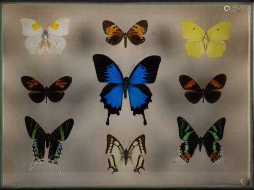 Lépidoptérophilie (collection de papillons)