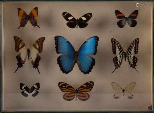 Lépidoptérophilie (collection de papillons)