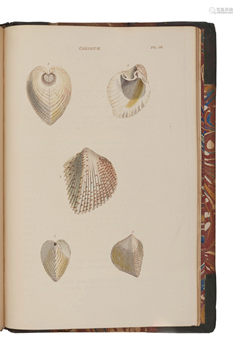 WOOD, William (1774-1857). General Conchology; or