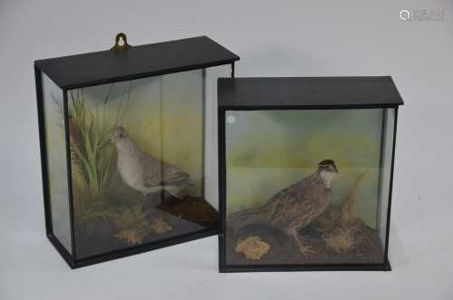 A companion pair of single cased taxidermy birds