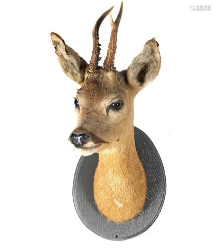 Prepared head of a deer