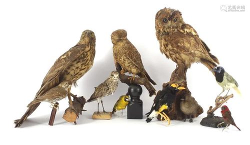 Collection of taxidermy