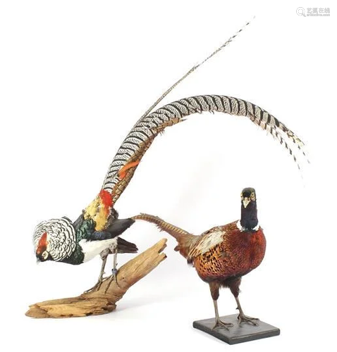 2 taxidermy pheasants