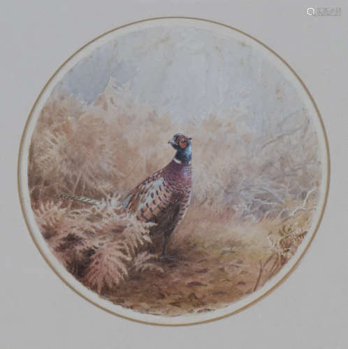 Vincent Balfour-Browne - 'Pheasant', 20th century watercolour, signed with initials, diameter
