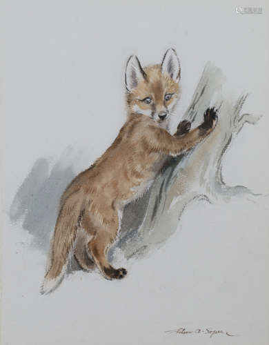 Eileen Alice Soper - Fox Cub pawing a Tree, watercolour and pencil, signed in ink, 34.5cm x 27cm,