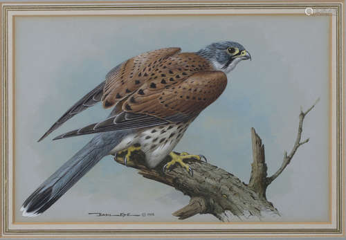 Basil Ede - 'Kestrel', watercolour and gouache, signed and dated 1976 recto, titled Moorland Gallery