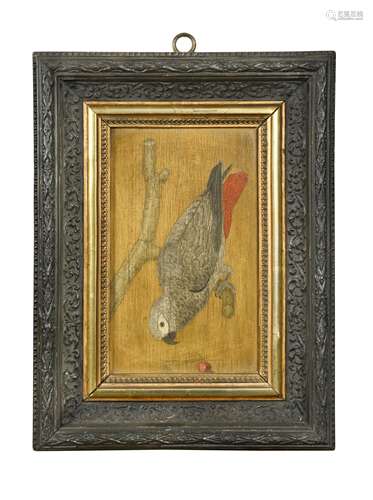 A pair of painted studies of parrots, 19th century,