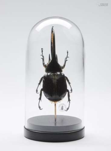 Naturalia Hercules Beetle Unde…
