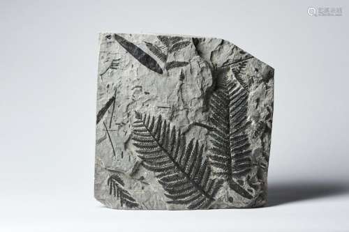 Naturalia Fossilized Fern Leav…