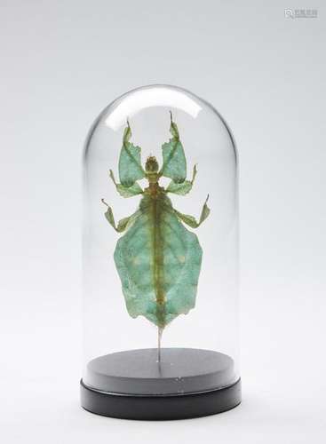 Naturalia Giant Leaf Insect Un…