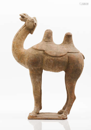 Bactrian camel