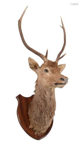 A red deer head mount