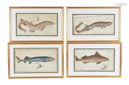 A set of eleven prints, natural history fish studies from an ichthyology folio