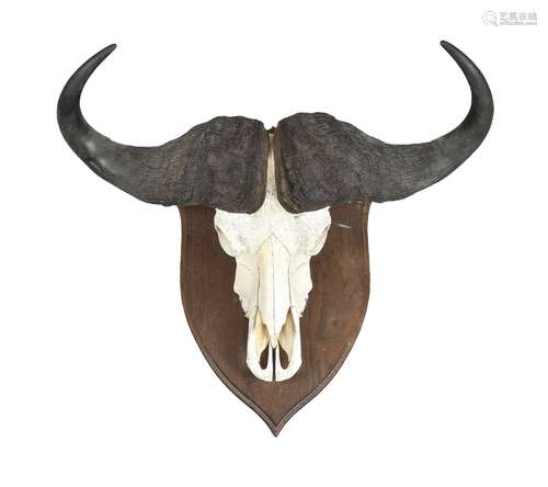 Y A cape buffalo skull mount