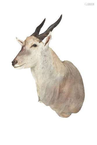 Y A Common Eland head and shoulder mount