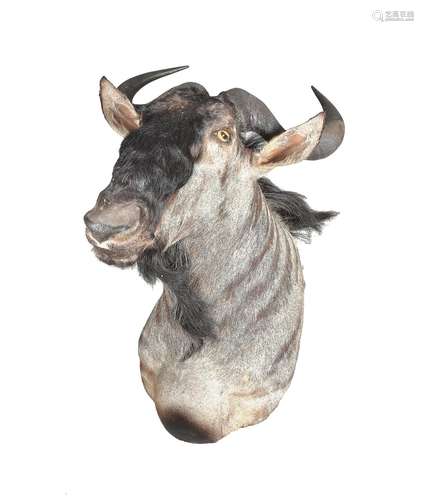 Y A Blue Wildebeest head and shoulder mount