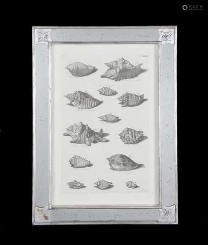 A set of six Dutch monochrome engravings of sea shells and sea creatures