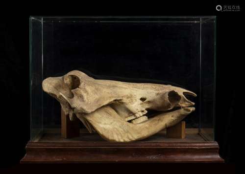 WARTHOG SKULL IN A CASE \n \nLarge defenseless warth…