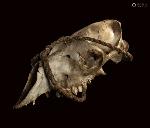 CAMEL SKULL \n \nCamel skull (Camelus dromedarius) 3…