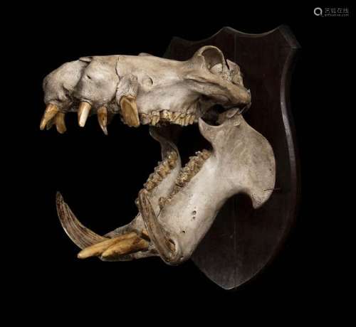 HIPPOPOTAMUS SKULL \n \nColossal hippopotamus skull …