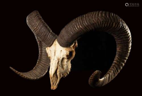 MUFLONE SKULL \n \nEuropean mouflon skull. 50cm x 32…
