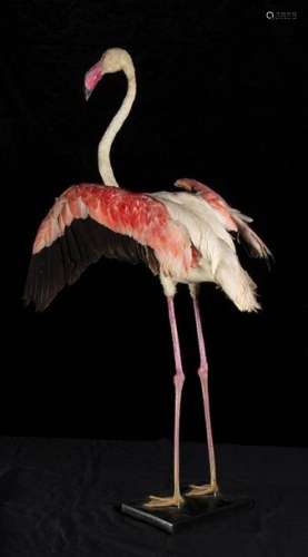 COMPLETE TAXIDERMY OF PINK FLAMINGO \n \nComplete ta…