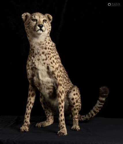 COMPLETE TAXIDERMY OF CHEETAH \n \nTaxidermy of chee…