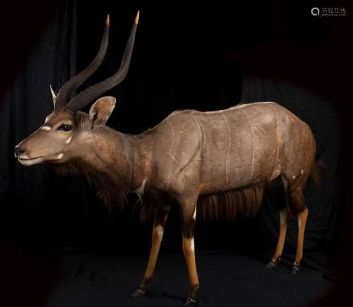 COMPLETE TAXIDERMY OF NYALA \n \nComplete taxidermy …