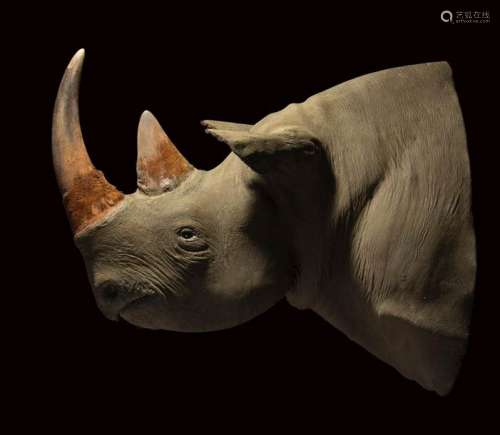 BLACK RHINOS \n \nHead of a rhinoceros (Diceros Bico…