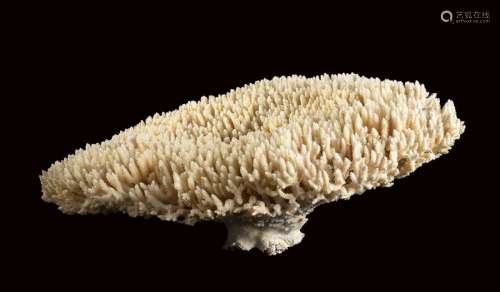 FLAT CORAL \n \nLarge fragment of flat coral (Acropo…