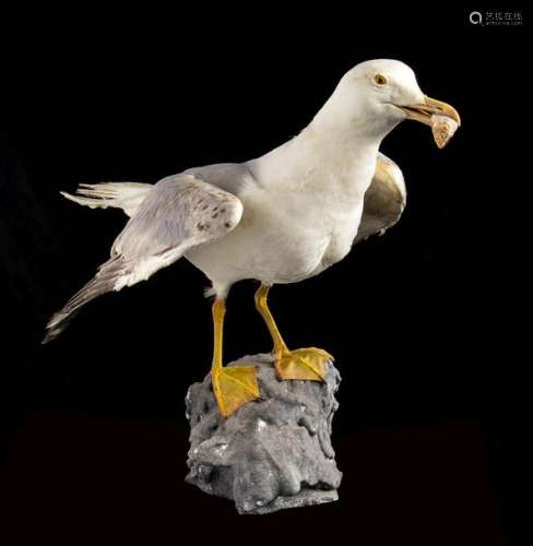NATURALIZED SEAGULL \n \nSeagull (Larinae Rafinesque…