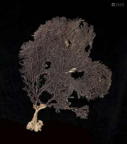 BLACK GORGOIN \n \nBlack gorgoin (Alcyonacea) 50 cm …
