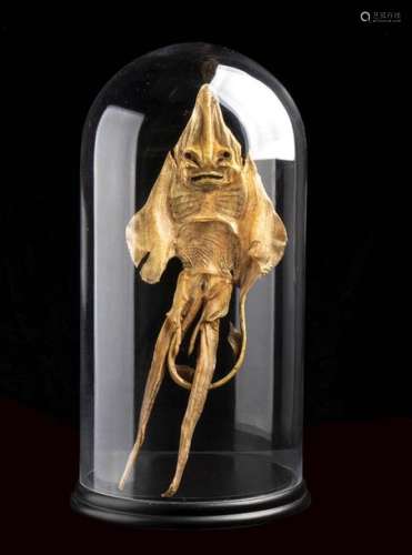JENNY HANIVER \n \nA Jenny Haniver is a fictitious m…