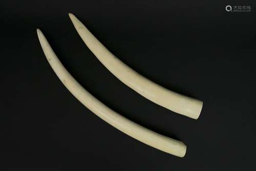 two antique most probably Congolese tusks dated 