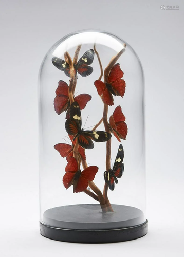 Naturalia A glass bell with butterflies Madagascar.