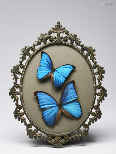 Naturalia A frame with two giant blue morphos PerÃ¹.